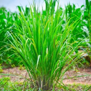 LEMON GRASS