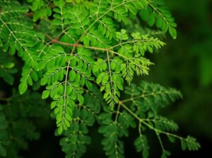 Moringa Tree